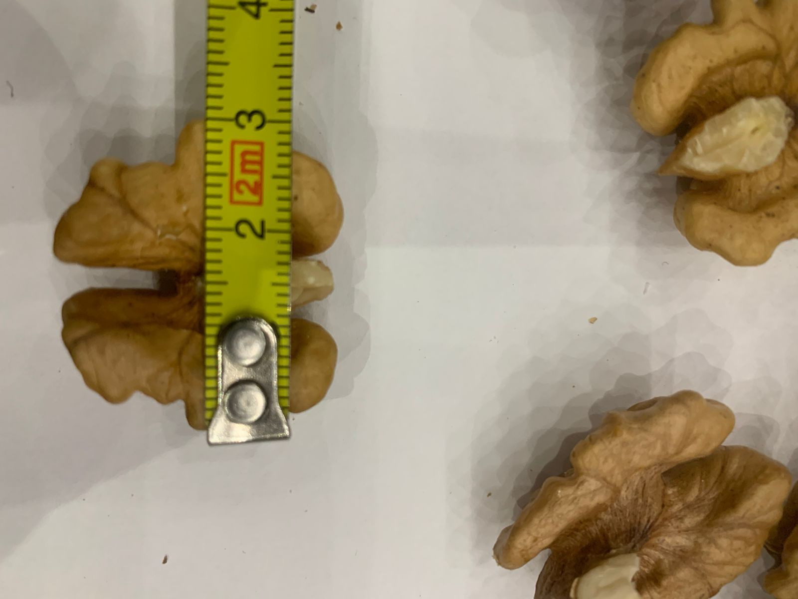 Certified Organic Walnuts (In Shell) – Export from Ukraine